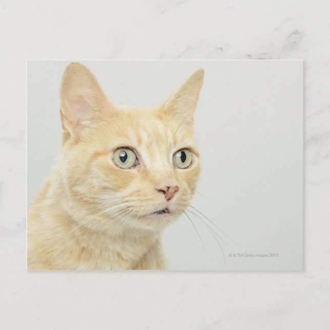 Carte Postale Chat avec les yeux ouverts large, gros plan (Devant)