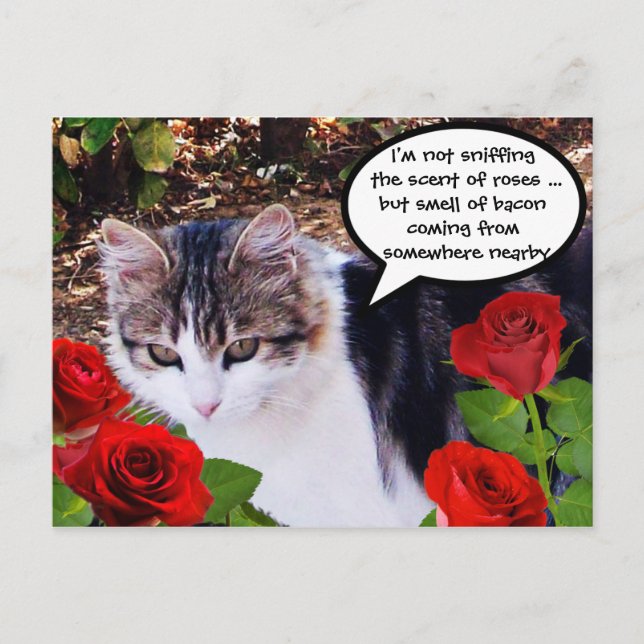 CARTE POSTALE CHAT AVEC ROSES ROUGES (Devant)