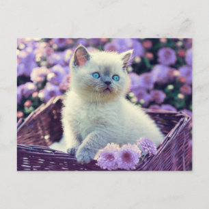 Carte Postale Chat Bébé Bleu Oiseau Chat Dans Panier Fleurs Lila