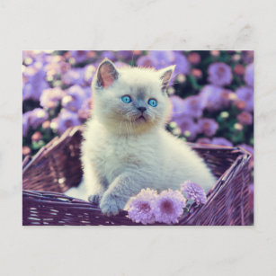 Carte Postale Chat Bébé Bleu Oiseau Chat Dans Panier Fleurs Lila
