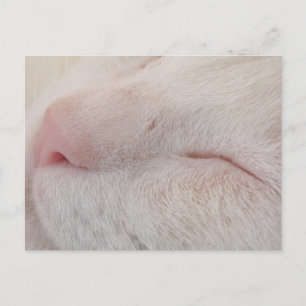 Carte postale Chat blanc