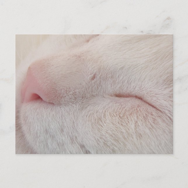 Carte postale Chat blanc (Devant)