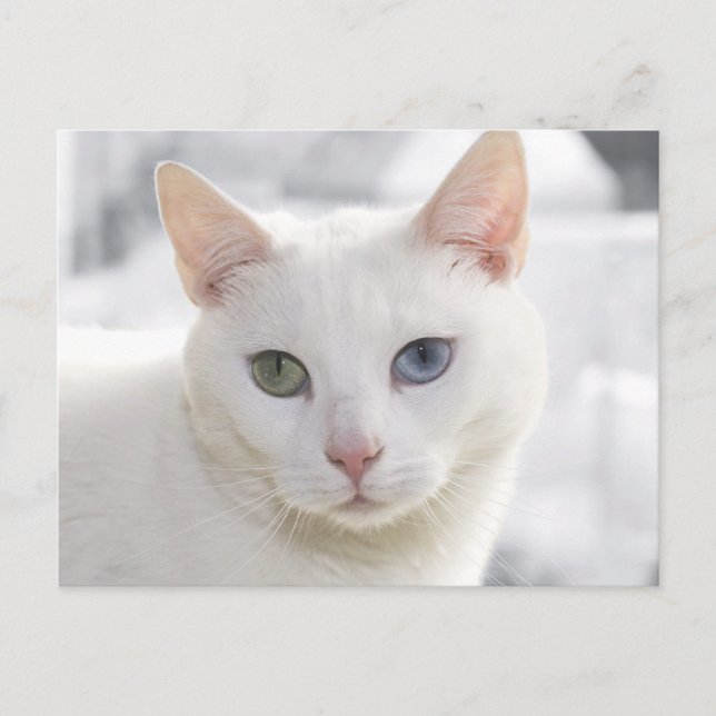 Carte Postale chat blanc aux yeux étranges (Devant)