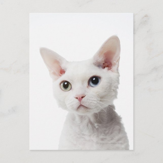 Carte Postale Chat blanc aux yeux impair 2 (Devant)