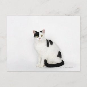 Carte Postale Chat blanc avec taches noires