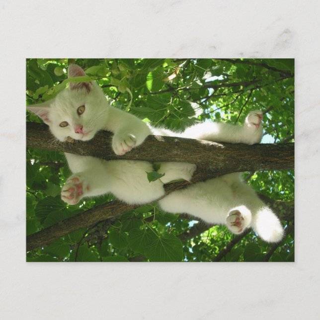 Carte Postale Chat blanc dans l'arbre (Devant)