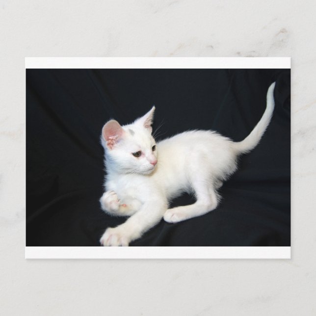 Carte Postale Chat blanc Jouer (Devant)