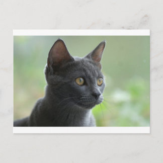 Carte Postale Chat bleu russe