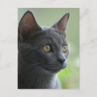 Chat bleu russe