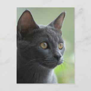 Carte Postale Chat bleu russe