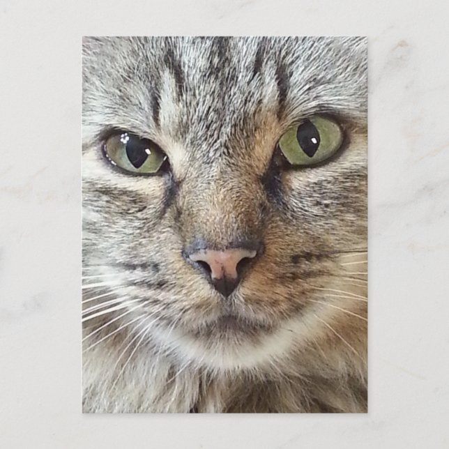 Carte Postale Chat Brown Longhair Tabby (Devant)