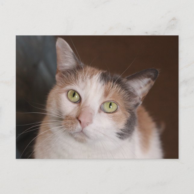 Carte Postale Chat calico (Devant)
