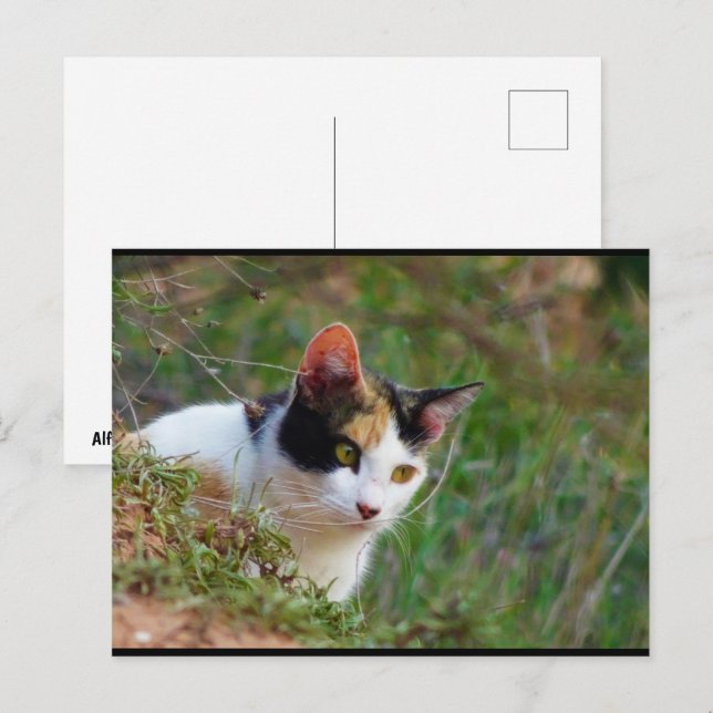 Carte Postale Chat calico à l'affût (Devant / Derrière)