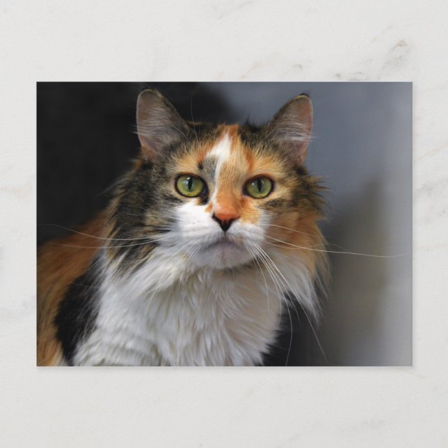 Carte Postale Chat Calico aux cheveux longs (Devant)