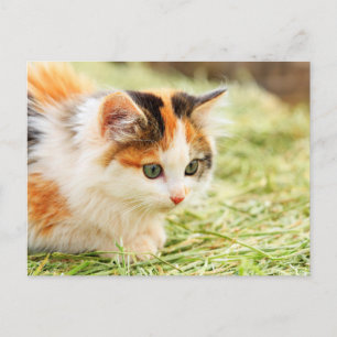 Carte Postale Chat Calico aux yeux verts