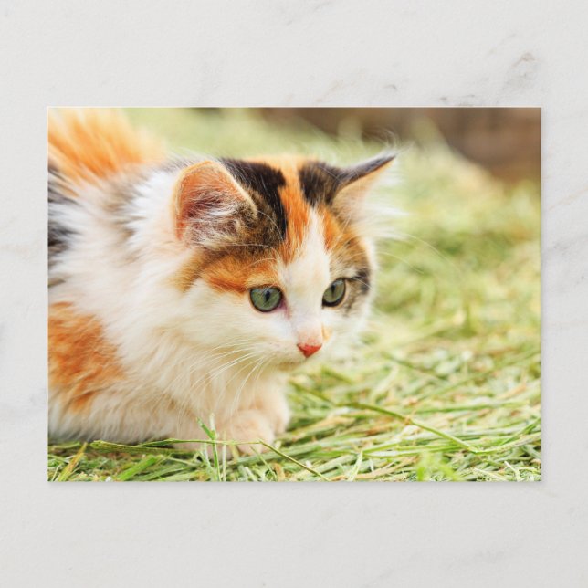 Carte Postale Chat Calico aux yeux verts (Devant)