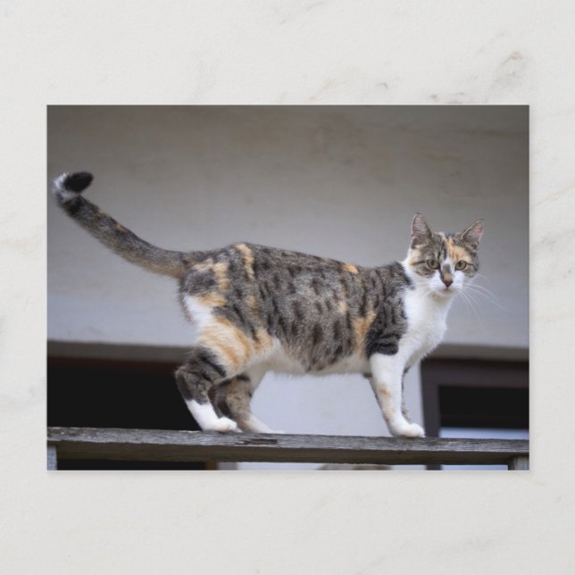 Carte Postale Chat calicot au balcon (Devant)