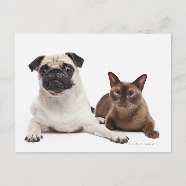 Carte Postale Chat carlin et birman (Devant)
