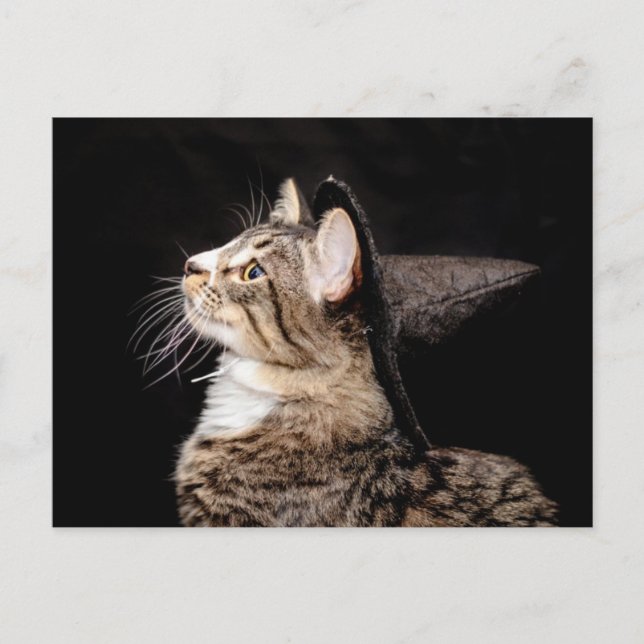 Carte postale Chat Casquette Halloween Witch (Devant)