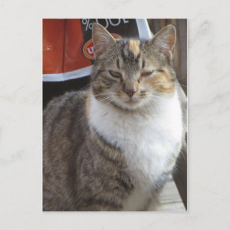 Carte Postale Chat clignotant