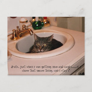 Carte Postale chat cool de l'été