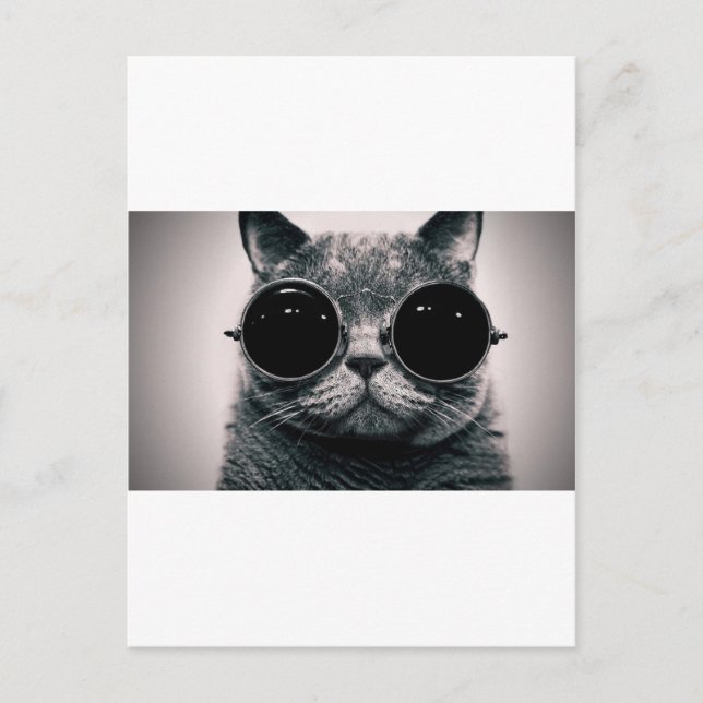 Carte Postale chat cool kat kool avec des ombres (Devant)