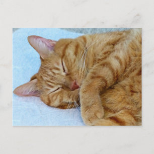 Carte Postale Chat couché