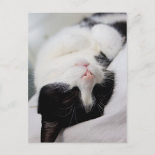 Carte Postale Chat couché mignon tomcat face sommeil