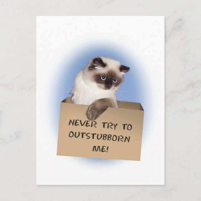 Carte Postale Chat dans la boîte (Devant)