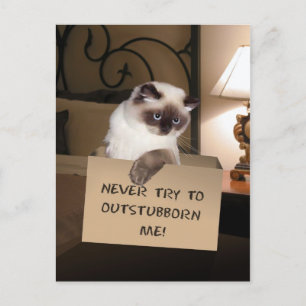 Carte Postale Chat dans la boîte