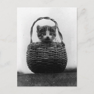 Carte Postale Chat dans un panier Photo vintage