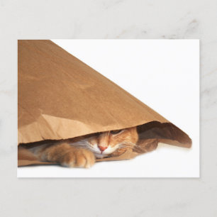 Carte Postale Chat dans un sac en papier brun