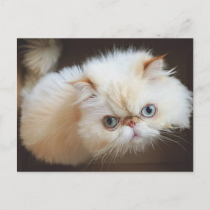 Carte Postale Chat Dans Une Boîte