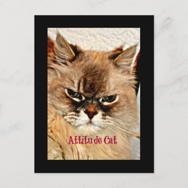 Carte Postale Chat d'attitude (Devant)