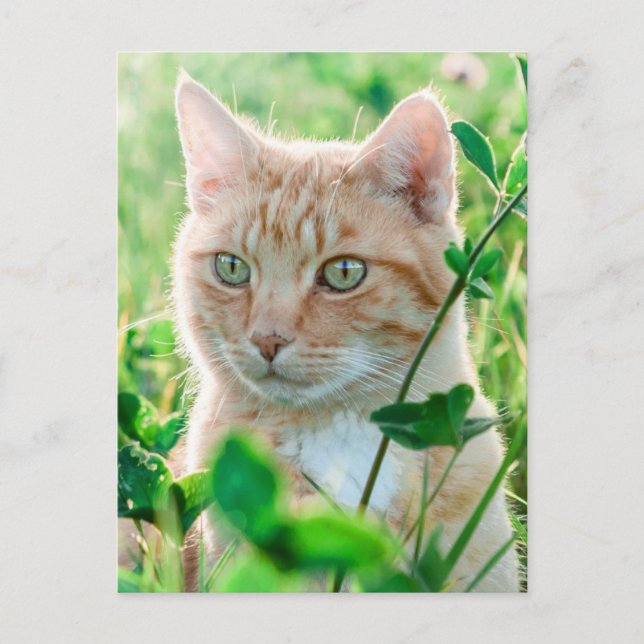 Carte Postale Chat de gingembre avec yeux verts en herbe (Devant)
