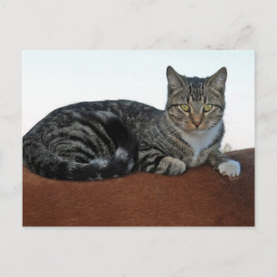 Carte Postale Chat de grange sur Dunnit