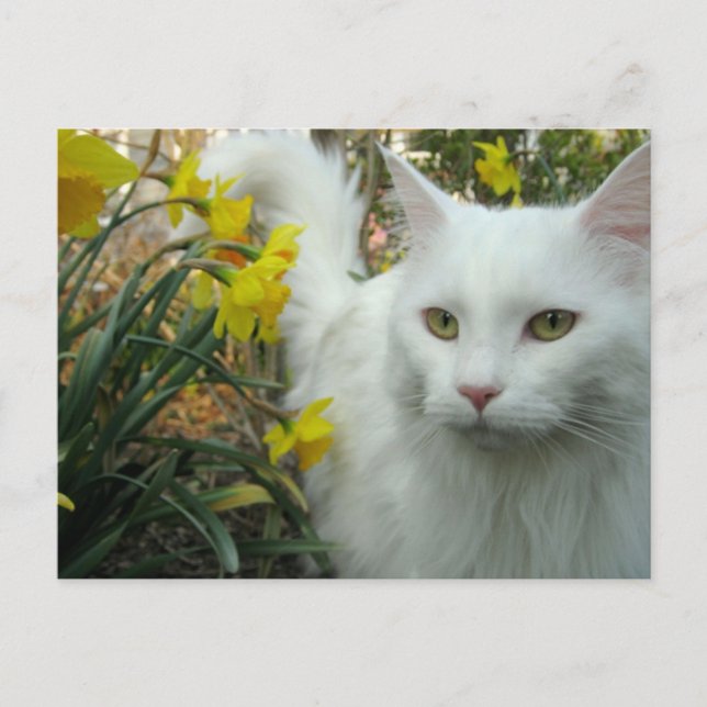 Carte Postale Chat de Kitty (Devant)