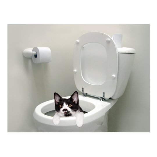 chat cuvette wc