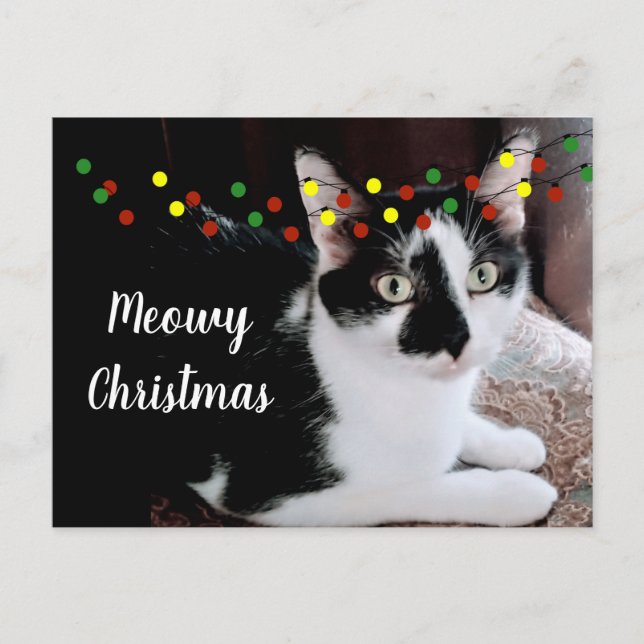Carte Postale Chat de Noël (Devant)