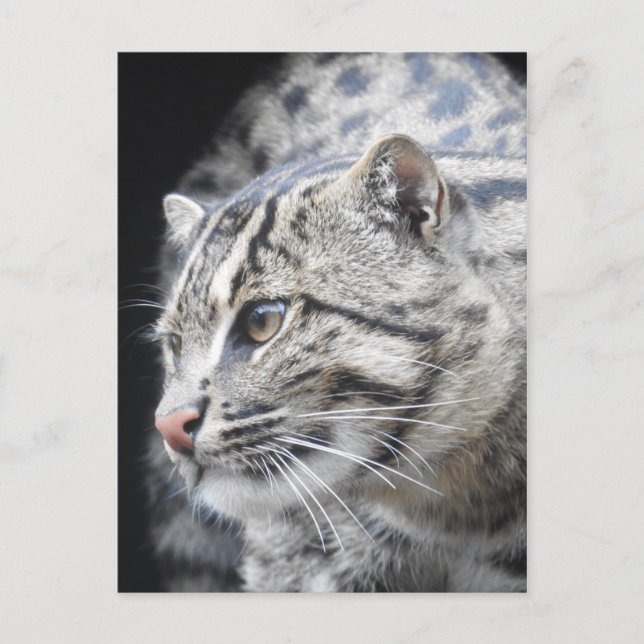 Carte Postale Chat de pêche (Devant)