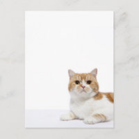 Chat de pliage écossais