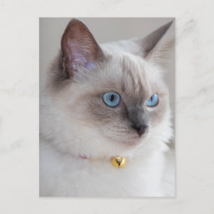 Carte Postale Chat de poupée Rag
