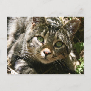 Carte postale Chat de repos