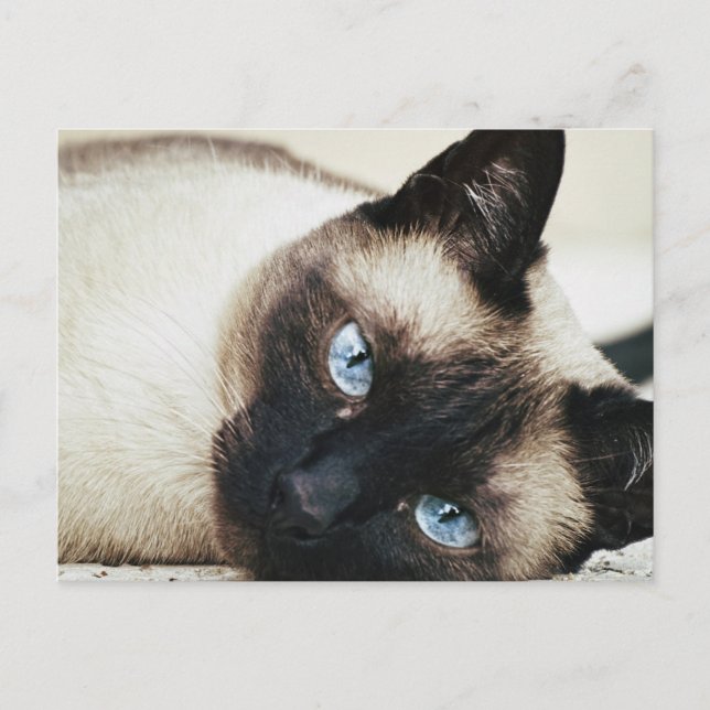 Carte Postale Chat de Siamese (Devant)