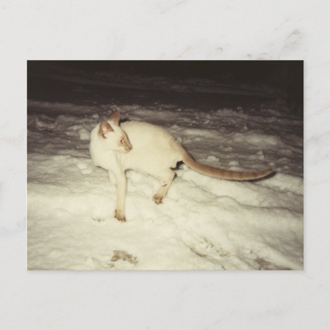 Carte postale chat de Siamese (Devant)