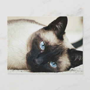 Carte Postale Chat de Siamese