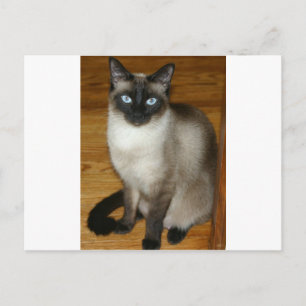 Carte Postale Chat de Siamese