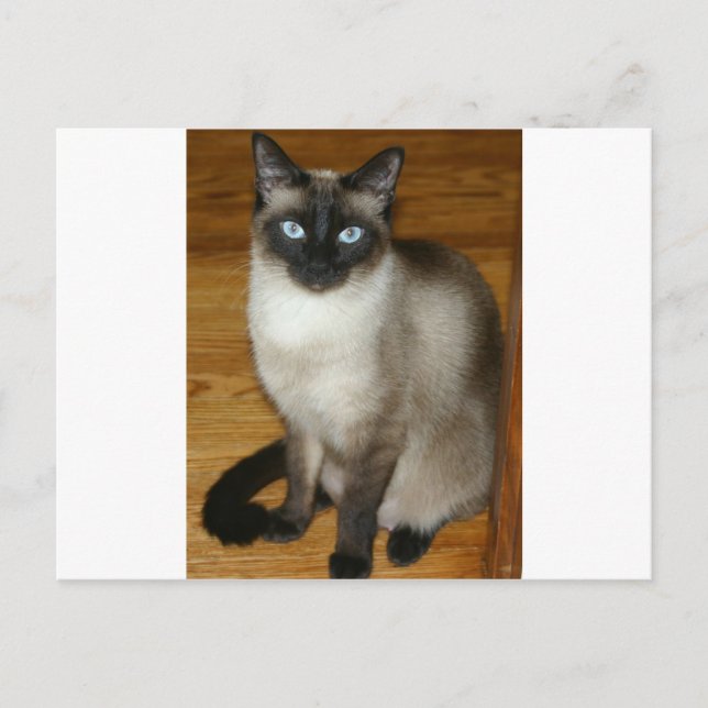 Carte Postale Chat de Siamese (Devant)