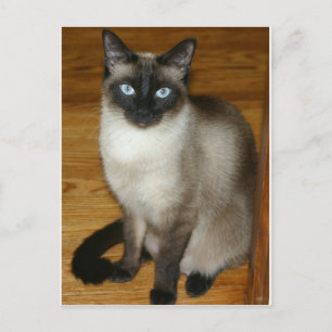Carte Postale Chat de Siamese