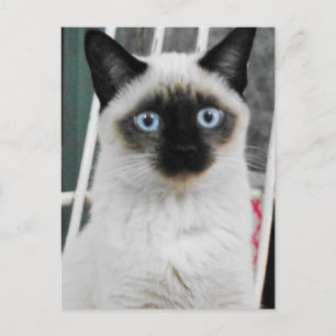 Carte Postale Chat de Siamese